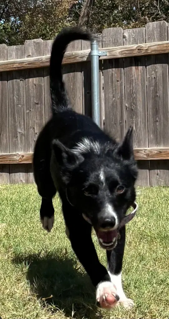 Calioupe - Border Collie