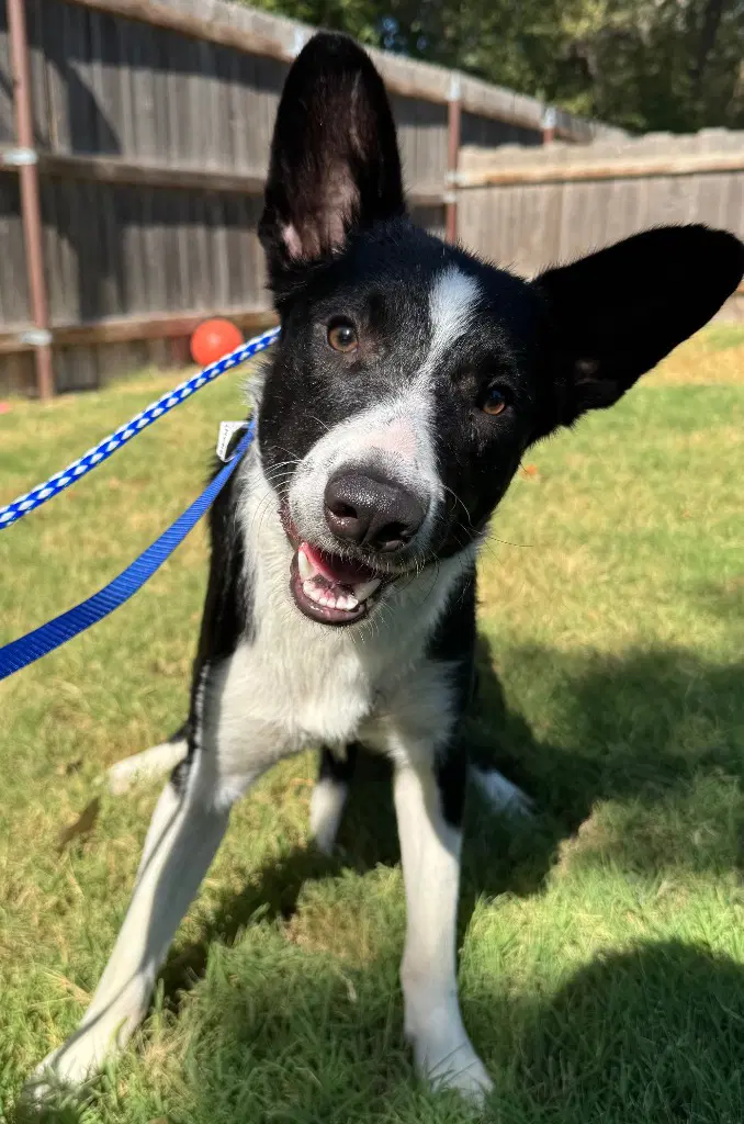 Leo - Border Collie