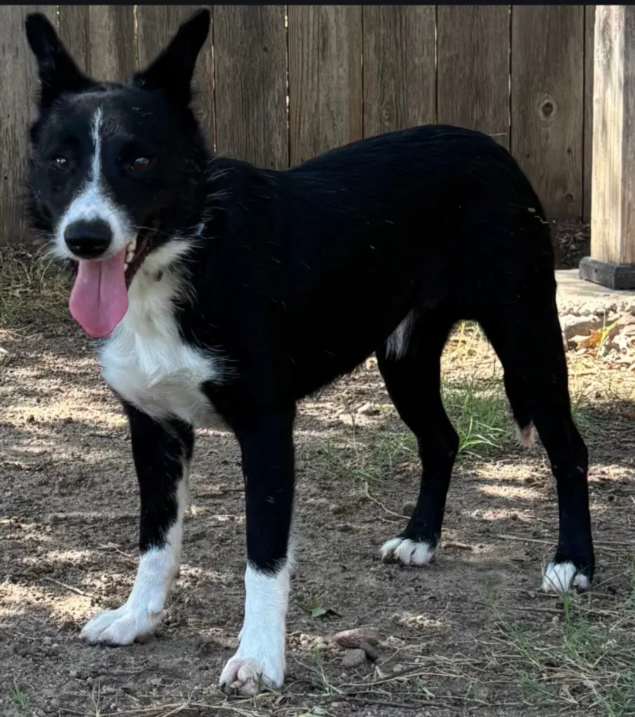 Red Collar Apache - Border Collie