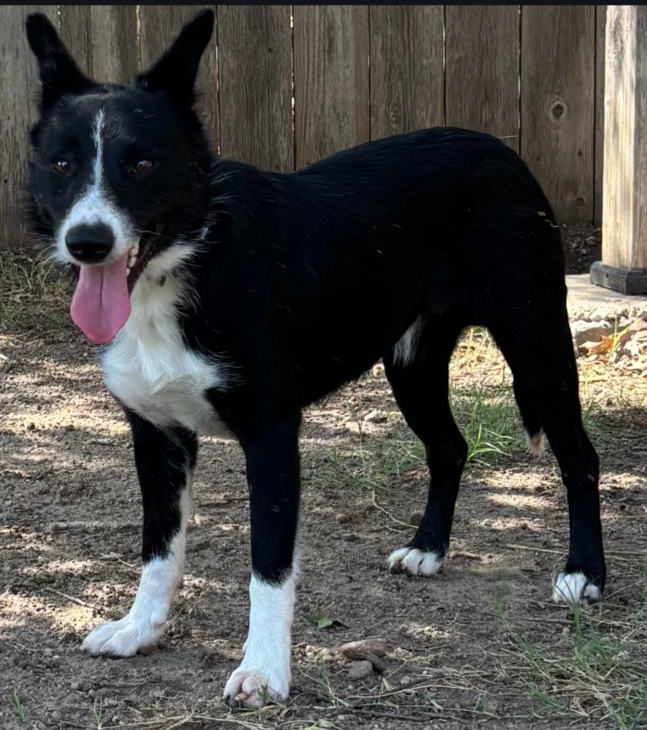 Red Collar Apache