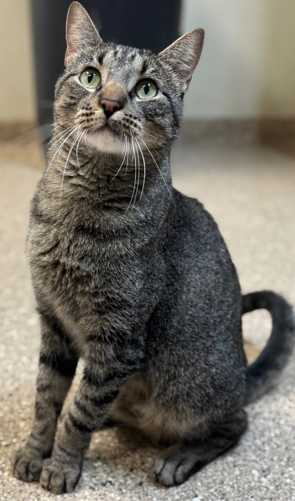 Otis