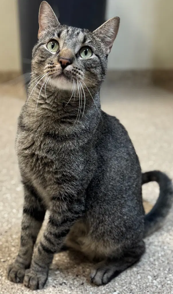 Otis - Domestic Short Hair