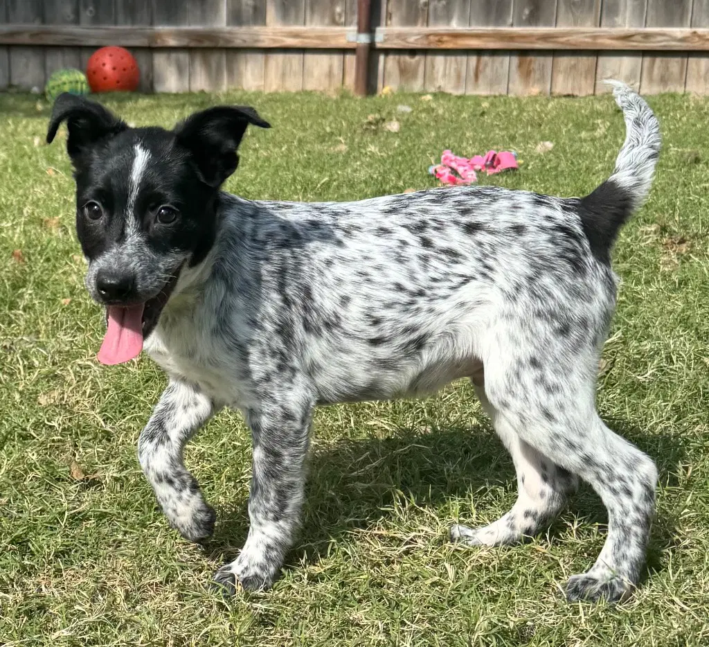 Cornbread - Australian Cattle Dog/Blue Heeler
