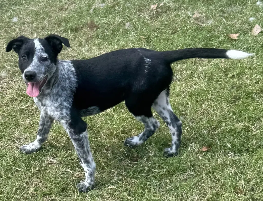 Loretta - Australian Cattle Dog/Blue Heeler