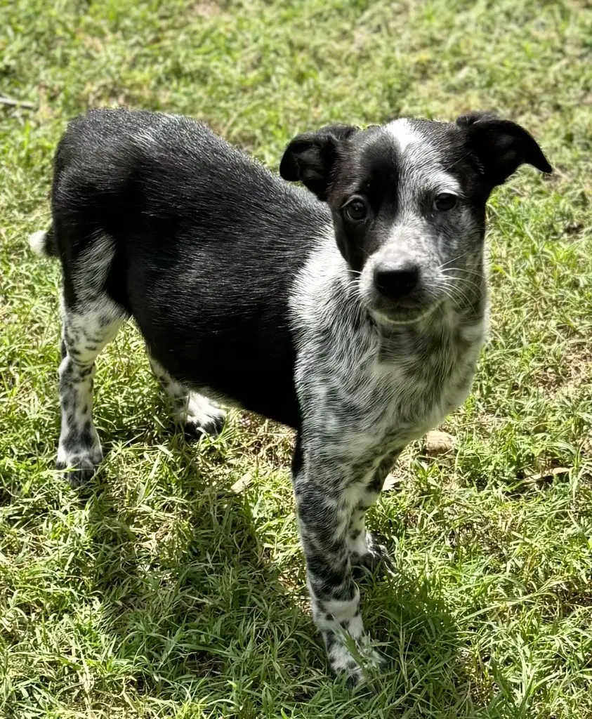 Loretta image 2