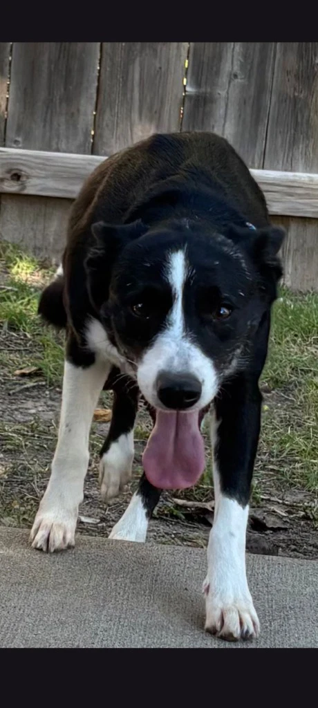 Purple Collar Smiler