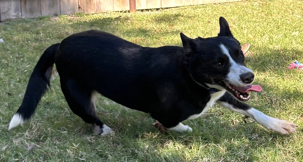 Purple Collar (Smiler), photo 2