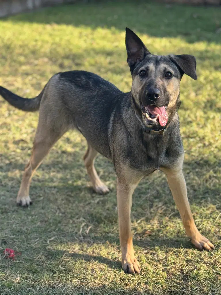 Stella - German Shepherd Dog