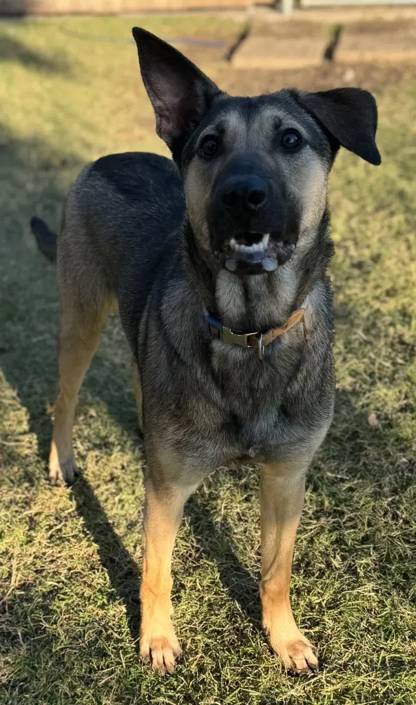 Stella image 2