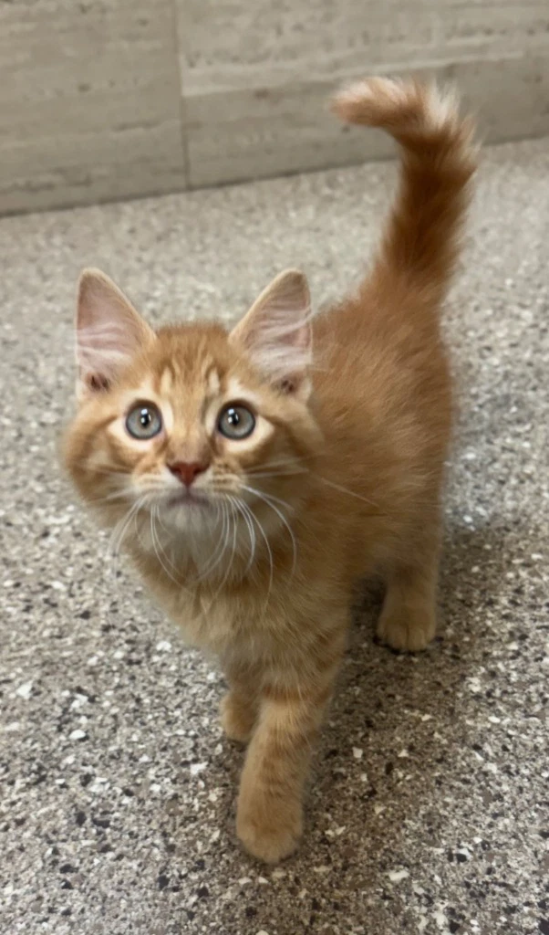 Cheddar