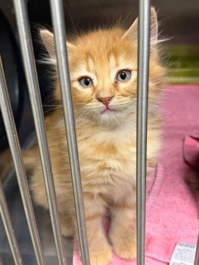 Cheddar image 2