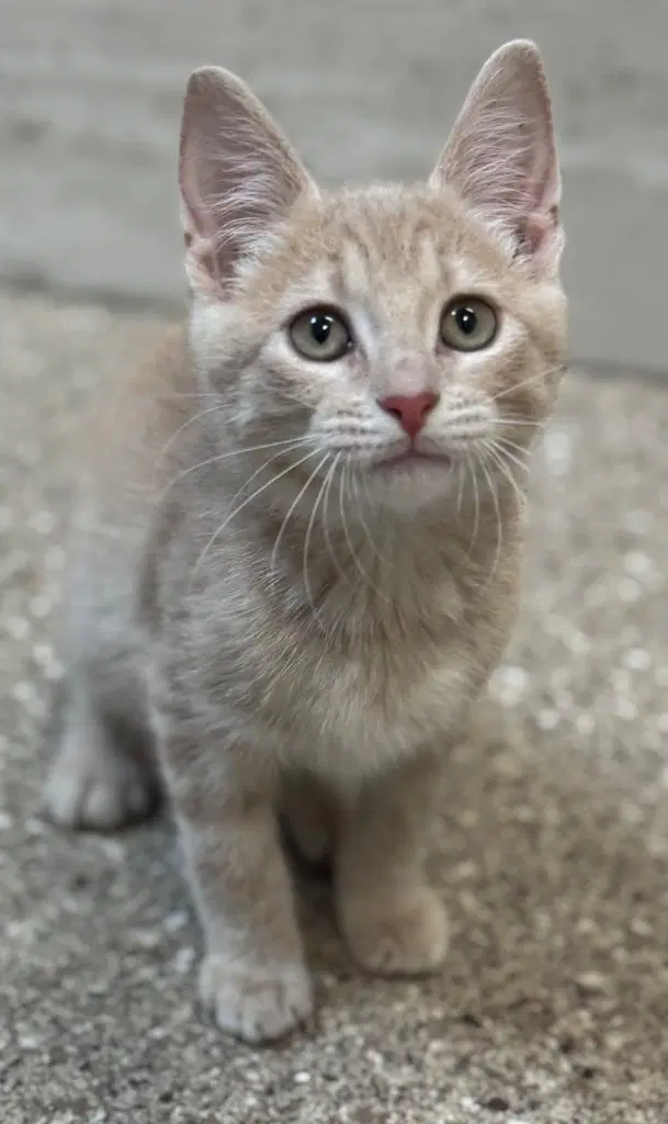 Grady - Domestic Short Hair
