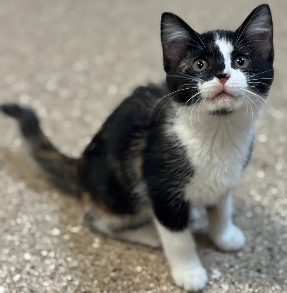 Tesa - Domestic Short Hair