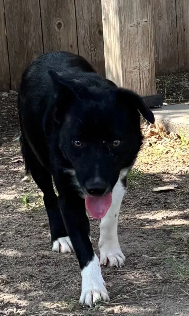 Falcon - Border Collie