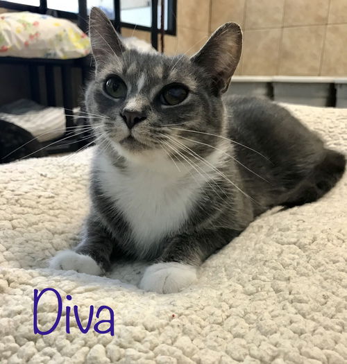 Diva