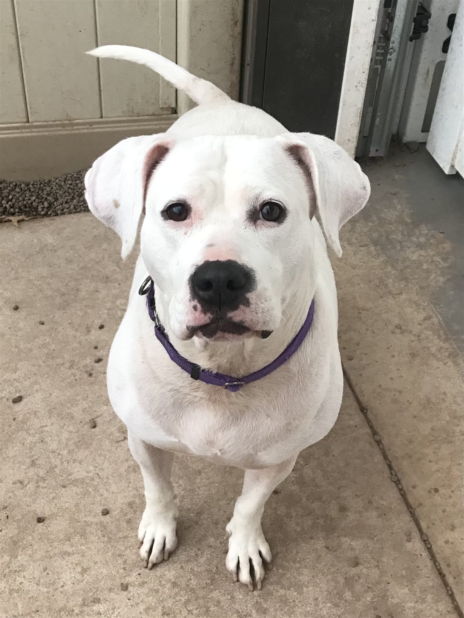 adoptable Dog in Mechanicsburg, PA named Bella
