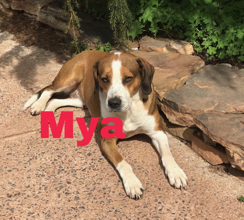 Mya