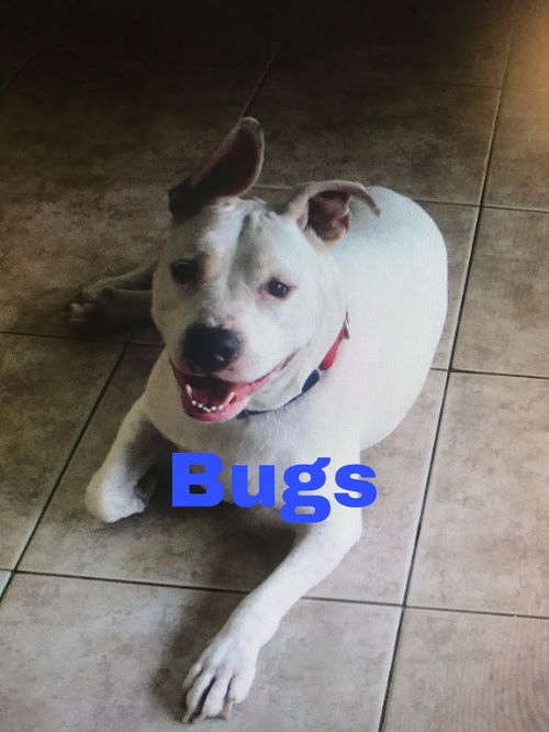 Bugs