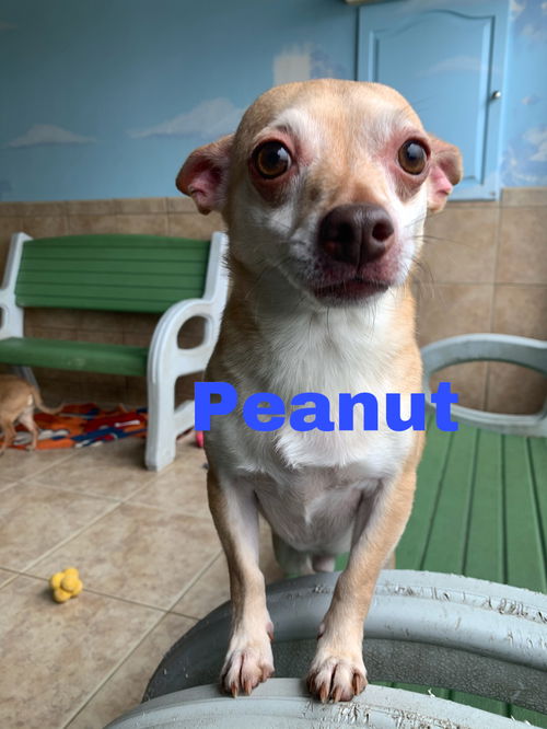 Peanut