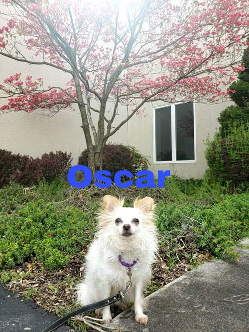 Oscar