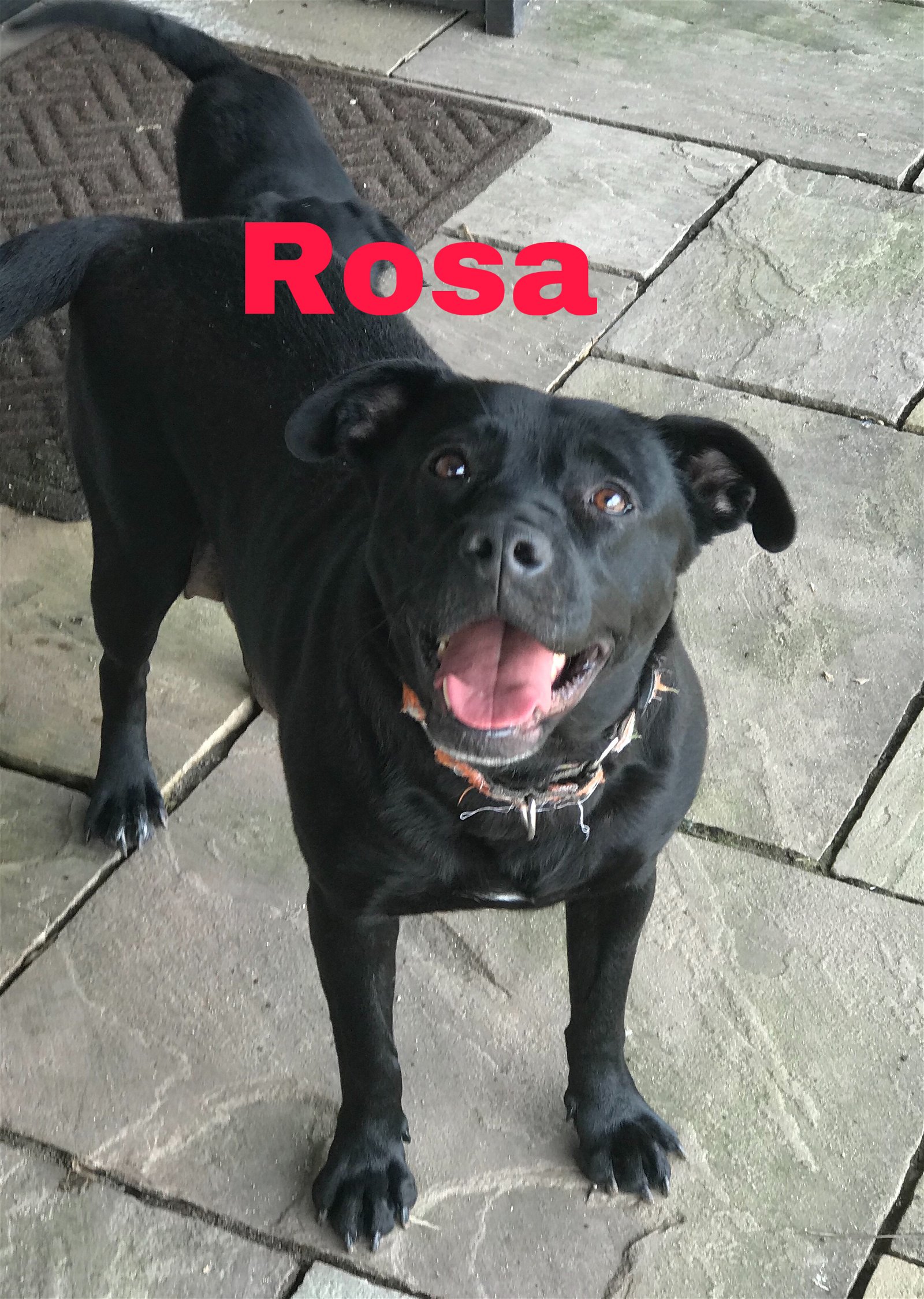 adoptable Dog in Mechanicsburg, PA named Rosa