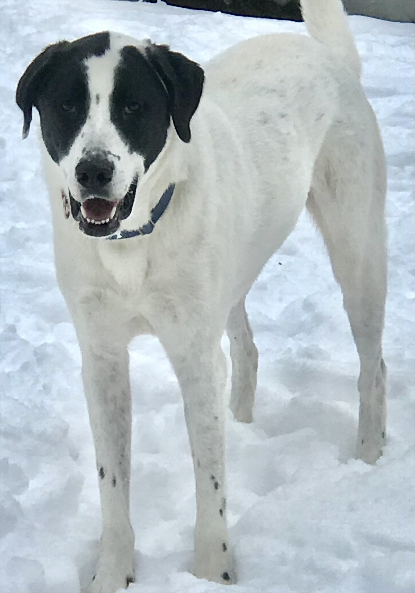 adoptable Dog in Mechanicsburg, PA named Max