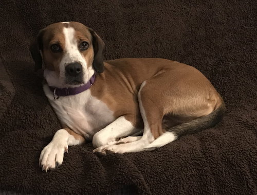Mya