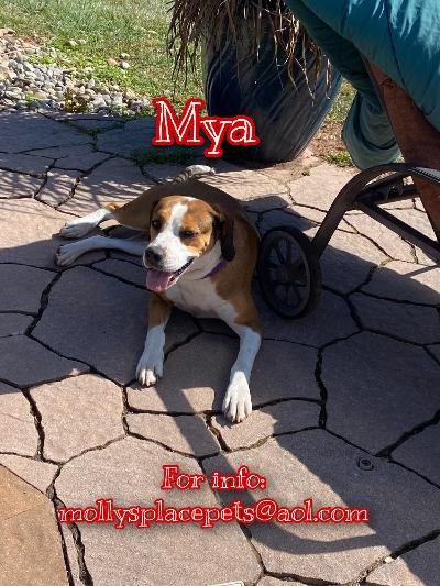 adoptable Dog in Mechanicsburg, PA named Mya