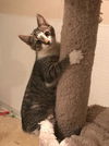 Tarzan (bob tail)