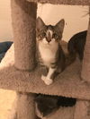 Tarzan (bob tail)