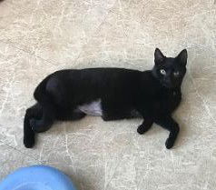 adoptable Cat in Mechanicsburg, PA named Midnight