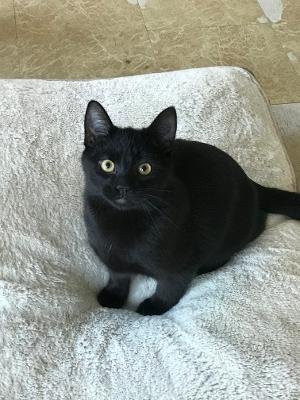 adoptable Cat in Mechanicsburg, PA named Bodie