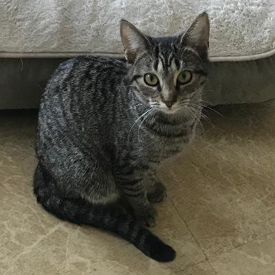 adoptable Cat in Mechanicsburg, PA named Kipper