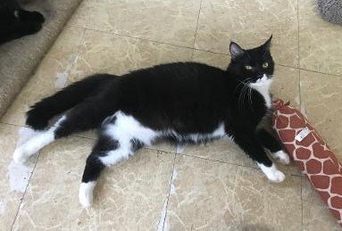 adoptable Cat in Mechanicsburg, PA named Knickers