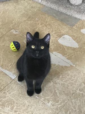 adoptable Cat in Mechanicsburg, PA named Sonic