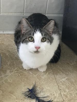 adoptable Cat in Mechanicsburg, PA named Peppy