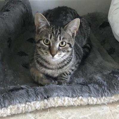 adoptable Cat in Mechanicsburg, PA named Prim