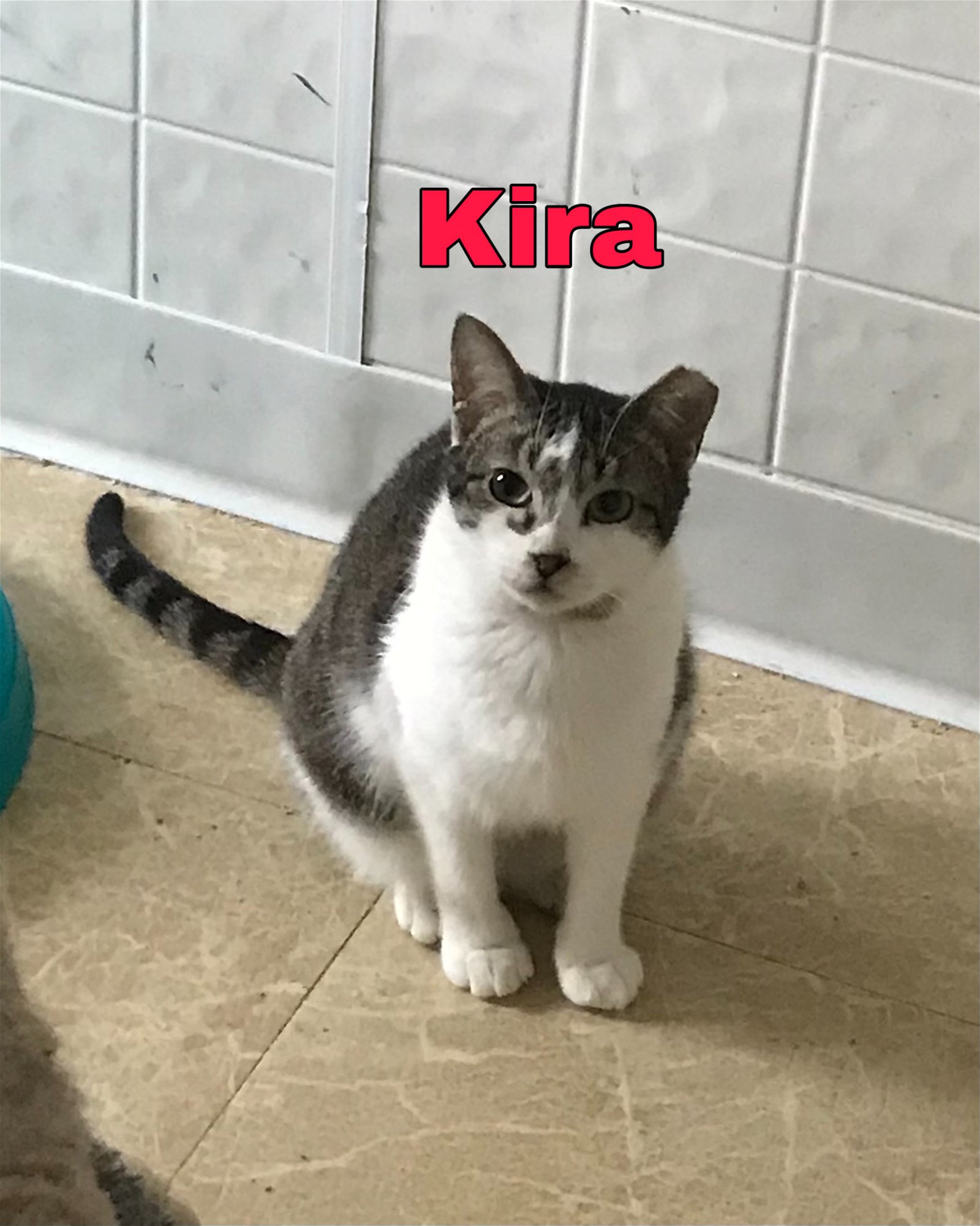 adoptable Cat in Mechanicsburg, PA named Kira