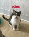 adoptable Cat in mechanicsburg, pa, PA named Kira
