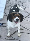 Buddy