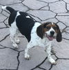 Buddy