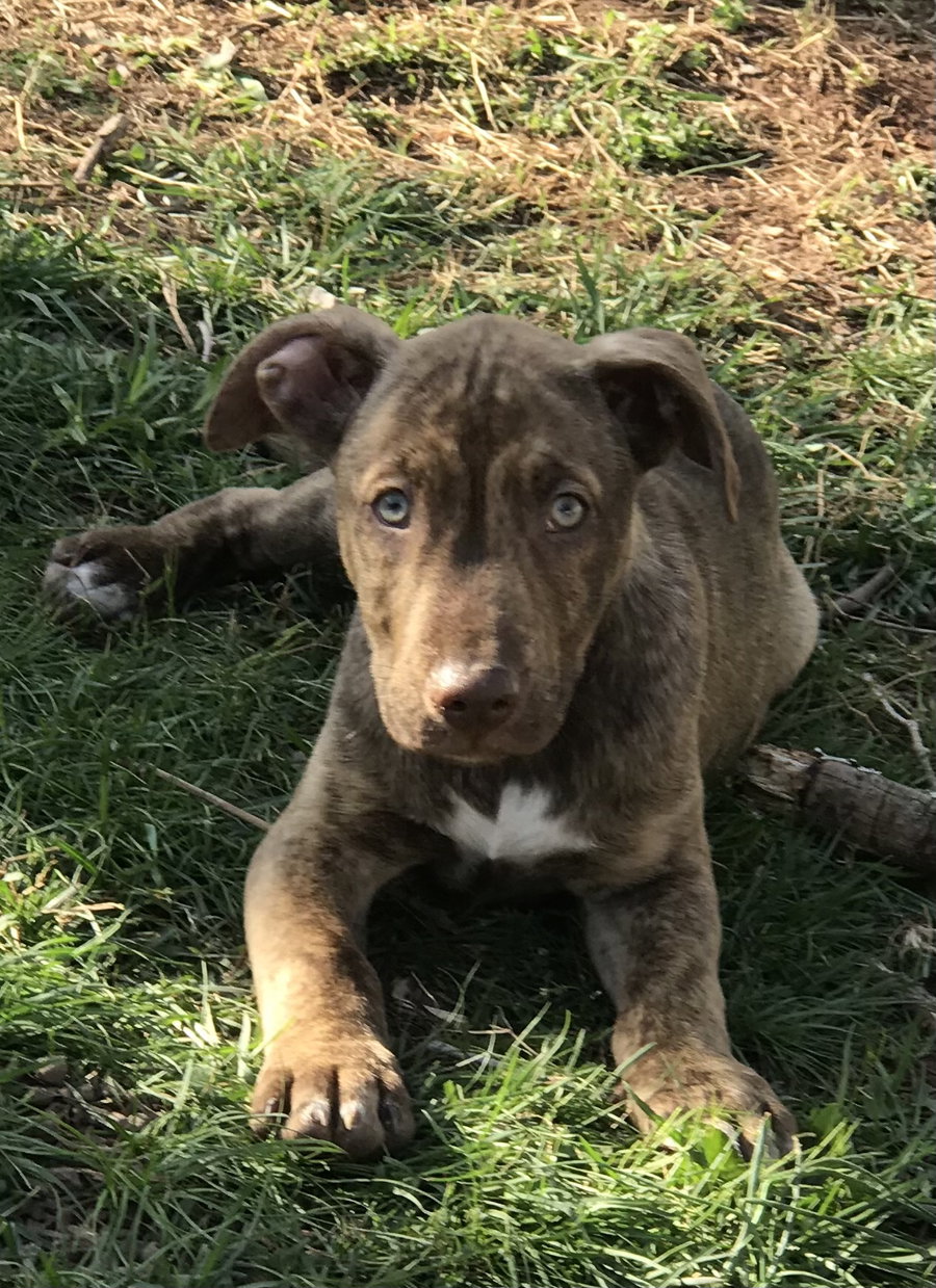 Gus