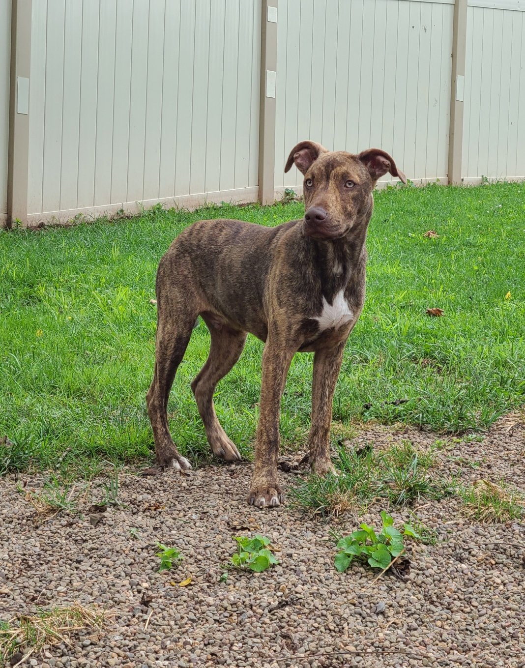 adoptable Dog in Mechanicsburg, PA named Gus