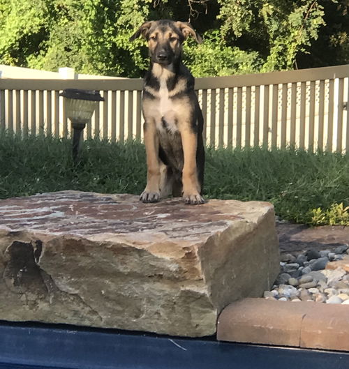Ryker