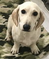 Opie