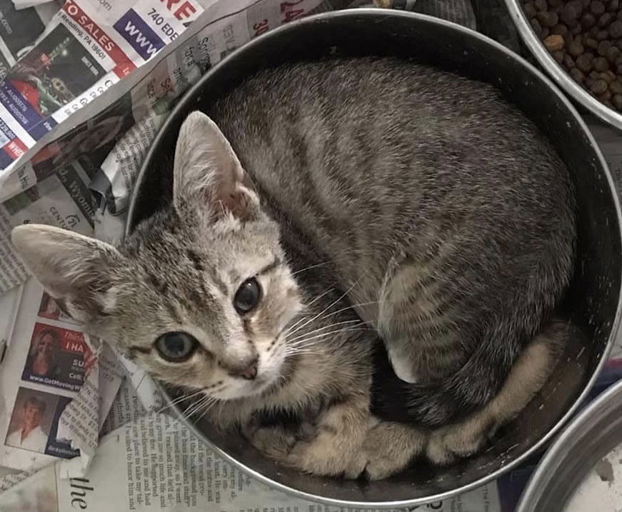 adoptable Cat in Mechanicsburg, PA named Mongoose