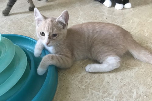 Axl