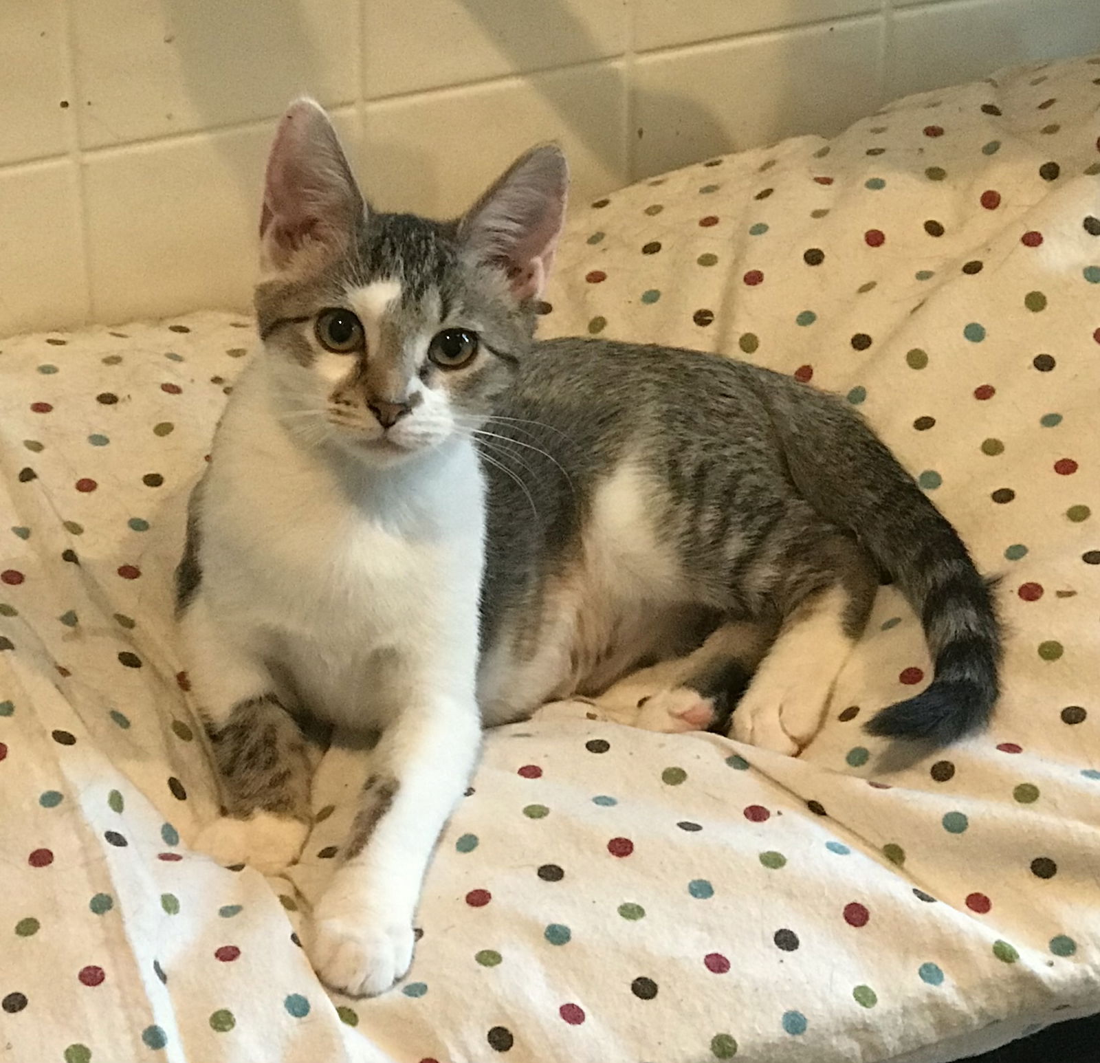 adoptable Cat in Mechanicsburg, PA named Tofu