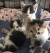 Macy, Chloe, Phoebe