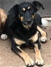adoptable Dog in mechanicsburg, PA named Star